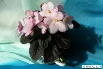 Мої мініатюрні новинки Н-Вечірній Дзвін, Н-Дюймовочка, Н-Рожевий Туман та інші, фіалки (сенполії) новинки