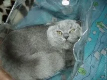 боня