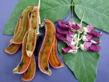 beans pungent