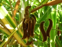 burning mucuna