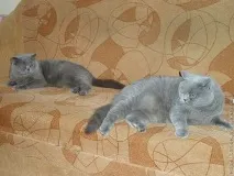 боня