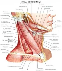 М’язи шиї Компетентно про здоров’я на iLive здоров