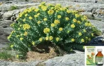 rhodiola употреба