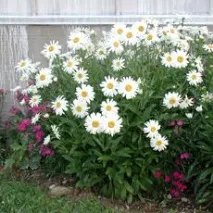 Нив’яник - Leucanthemum - Yellow Tulip – енциклопедія рослин яник