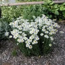 Нив’яник - Leucanthemum - Yellow Tulip – енциклопедія рослин яник