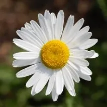 Нив’яник - Leucanthemum - Yellow Tulip – енциклопедія рослин tulip