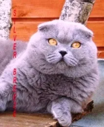 котки котки