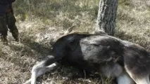 всичко всичко