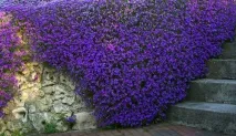 засаждане aubriet