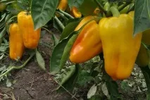 Нові сорти перцю на 2019 рік опис, фото опис