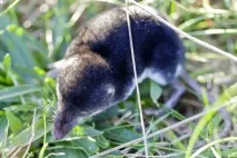 земя Neomys fodiens