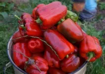 Нові сорти перцю на 2019 рік опис, фото перцю