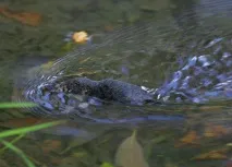 водна Neomys fodiens