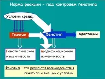 реакция реакция