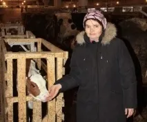 Нове меню для корів нове