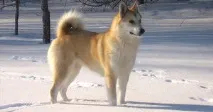 западносибирската