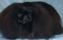 породи
