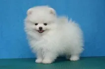 черно цветове