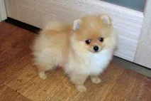 бяло бяло