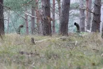 Вони побачили у лісі 2 труби вони