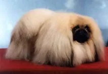 пекінес