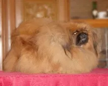 породи