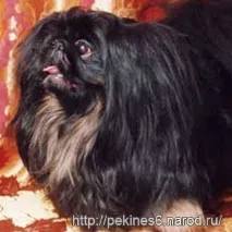 пекінес