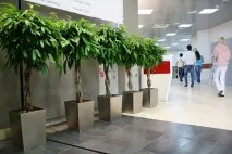 Озеленення офісів офісів