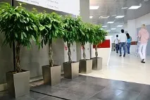 Озеленення офісів офісів