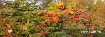 Овечки та баранчики з ватяних дисків ватяних