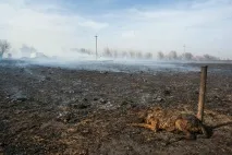 суха трева суха трева