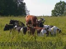крави млечната продуктивност