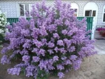 персийски