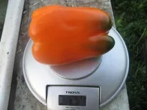 pepper http vse-rastet