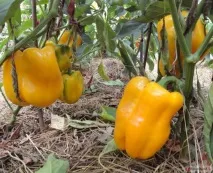 сорта pepper