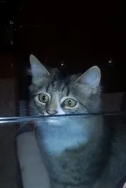 китай нецензурно съдържание
