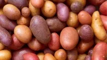 привличат младите