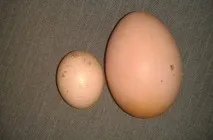 малки пилетата