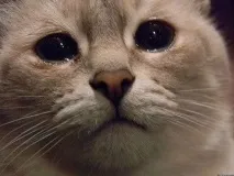 подозрителни подозрителни