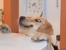 китай китай