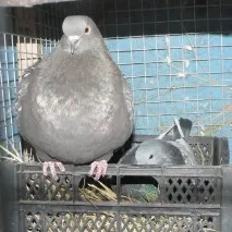 полския гълъб гълъби