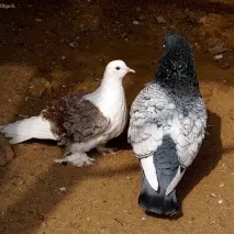 полския гълъб полски