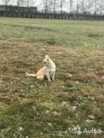 кученце