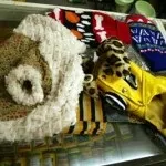 котката тигрова