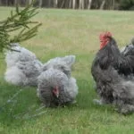 Порода курей Кохінхін опис, відгуки, ціна, фото, відео курей