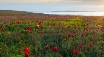 природа растения