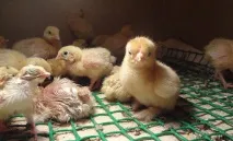 Порода курей Кохінхін опис, відгуки, ціна, фото, відео кохінхін