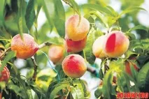 10-годишна възраст праскови