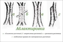 Щеплення дерев підщепи
