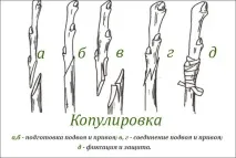 Щеплення дерев дерев